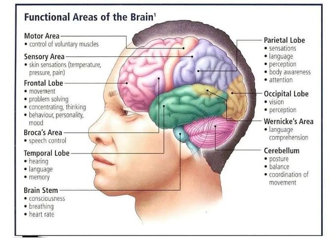 Functions of the Brain