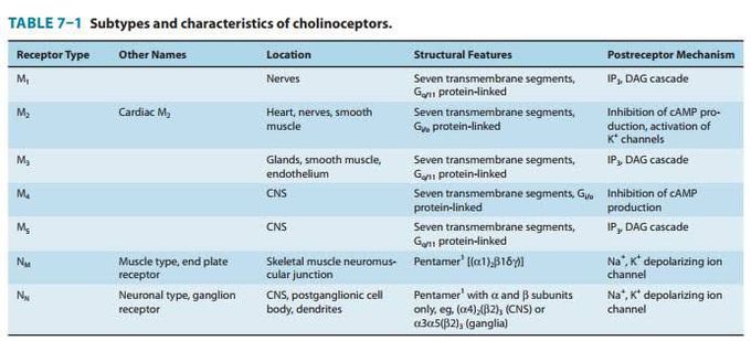 Subtypes and characteristics of cholinoceptors