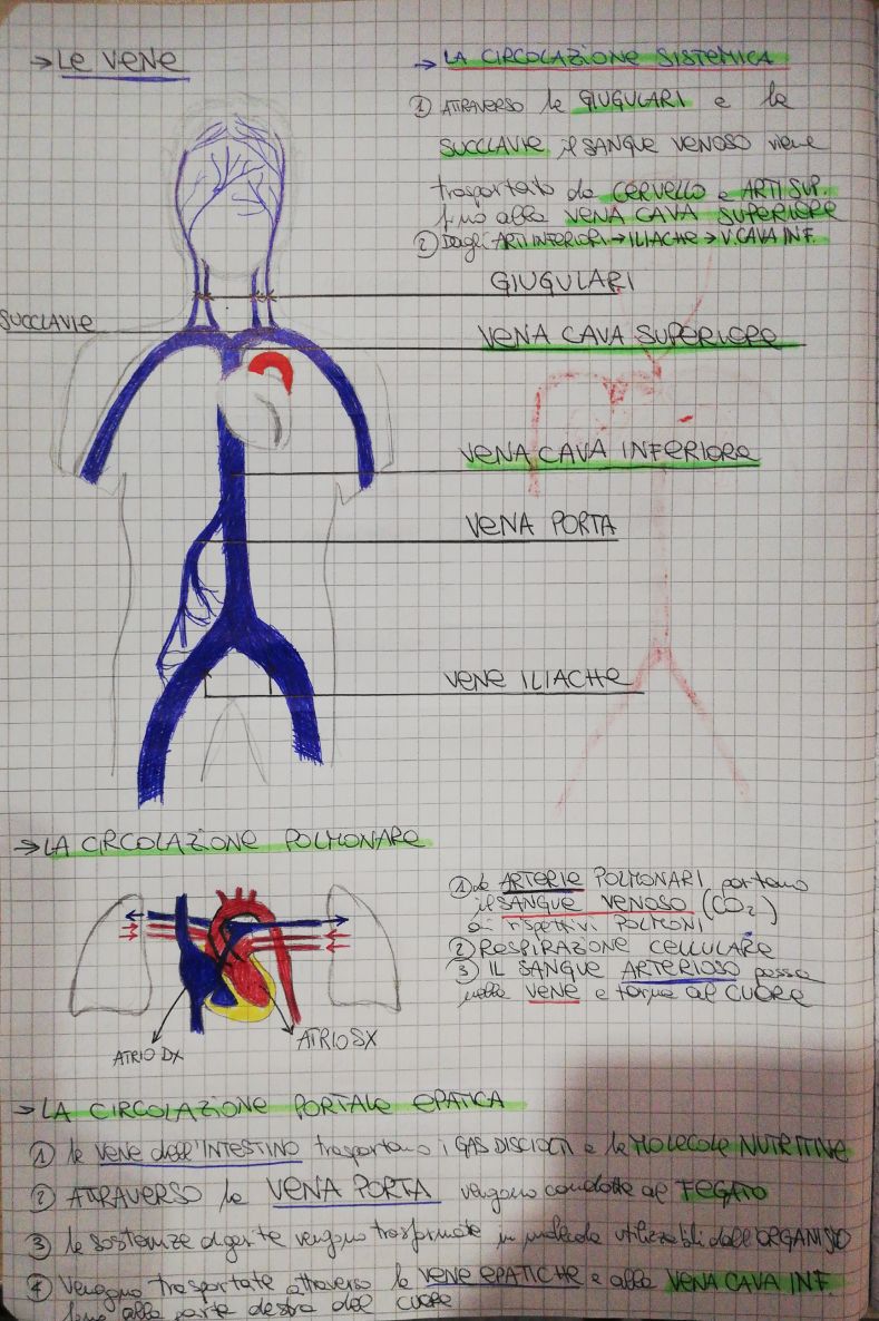 Anatomia Chirurgica Del Fegato – D.A.M., image size:789x1186