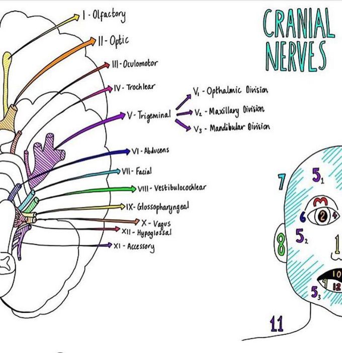 Cranial Nerves