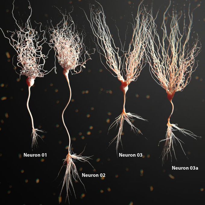 3D Model Of Neuron, Anatomy 🧠