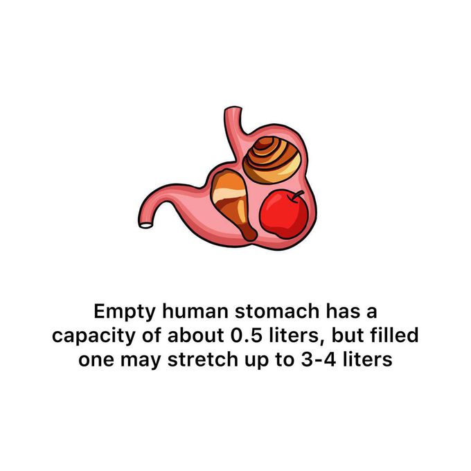 Stomach capacity