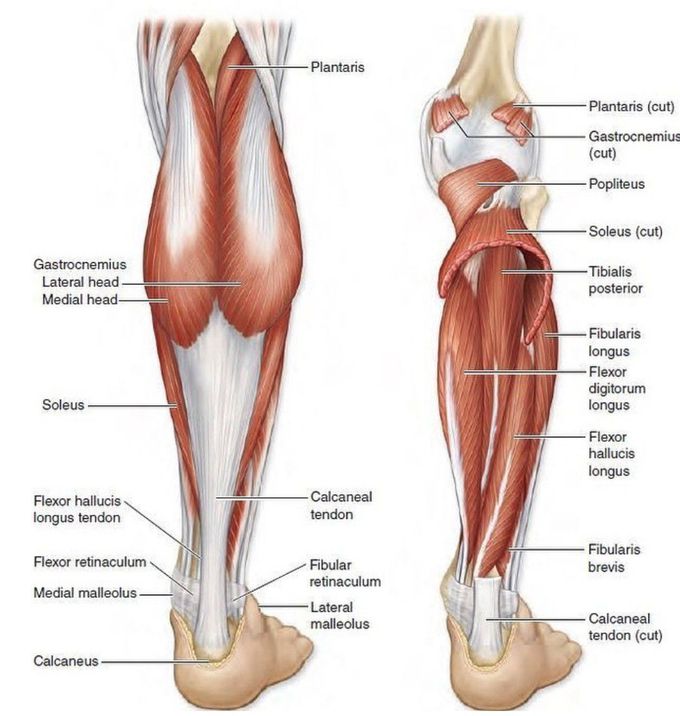 Muscles of the Legs
