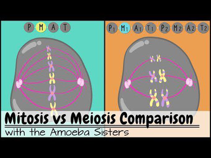 Comparison of cell division