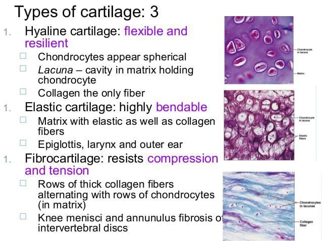 Types of cartilage.