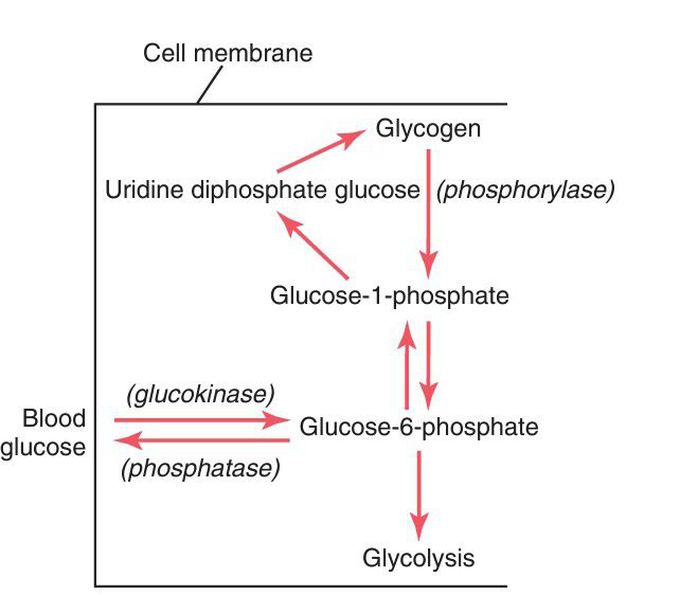 Glycogenesis and glycogenolysis