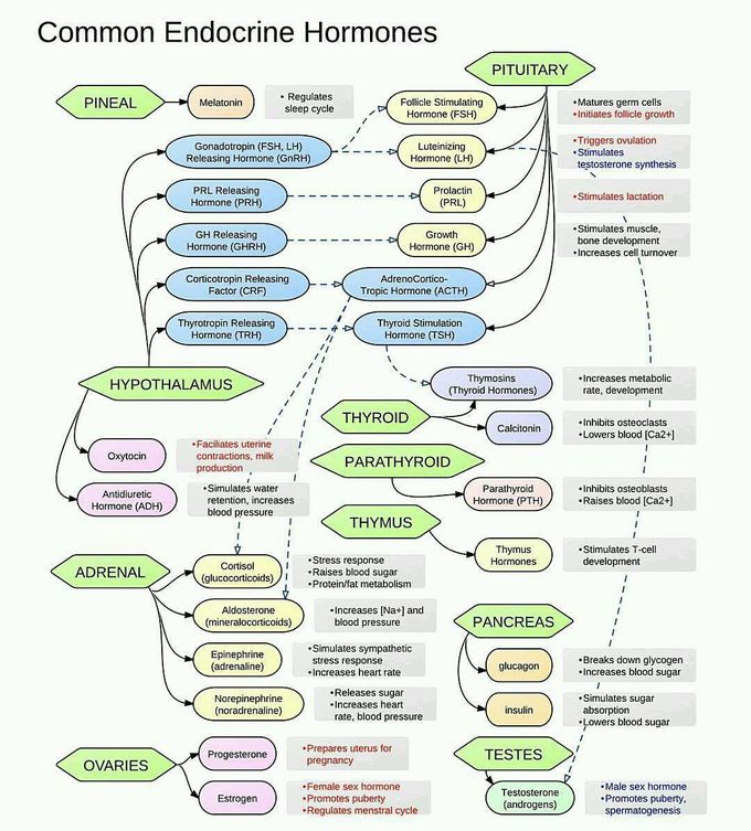 Endocrine system