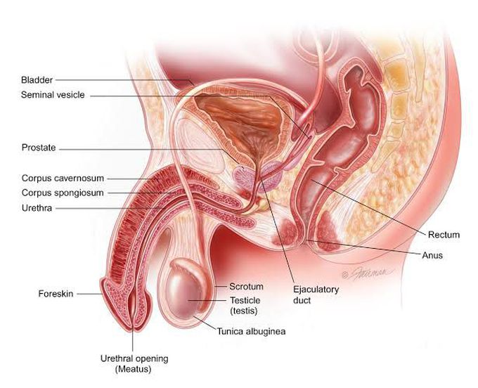 Diagnosis of premature ejaculation