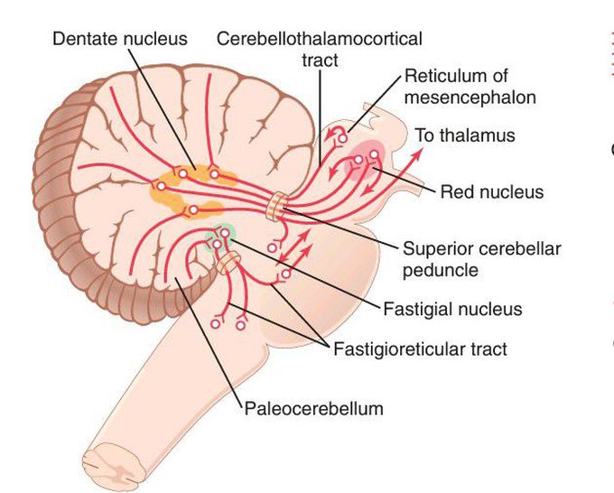 Cerebellar tracts