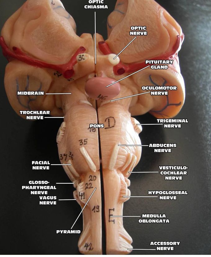 Nerves