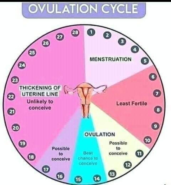 When are you least fertile?