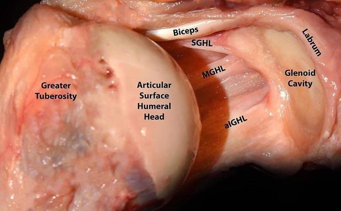 Anatomy of the glenohumeral ligaments