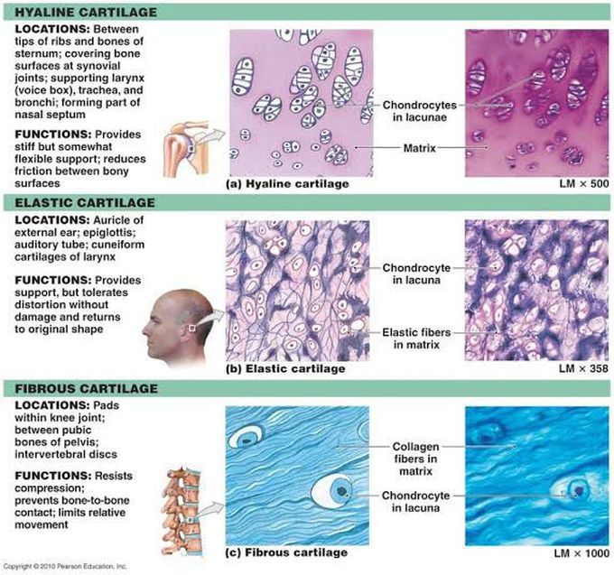 Cartilage and its types