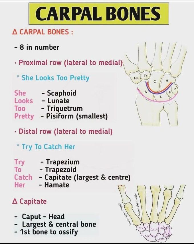 Carpal Bones