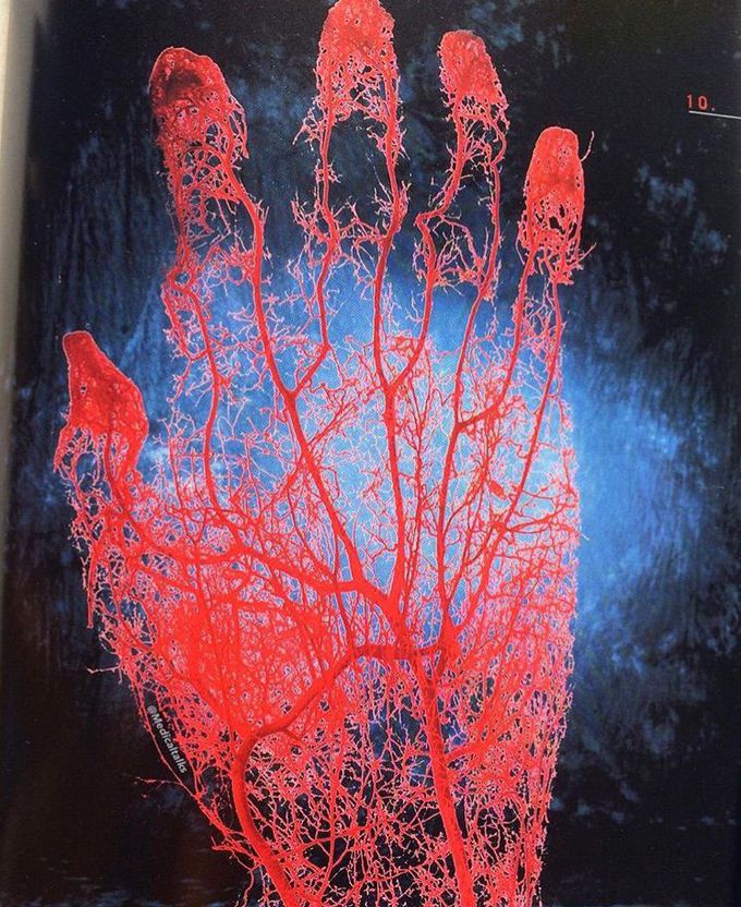 Blood vessel of the hard
