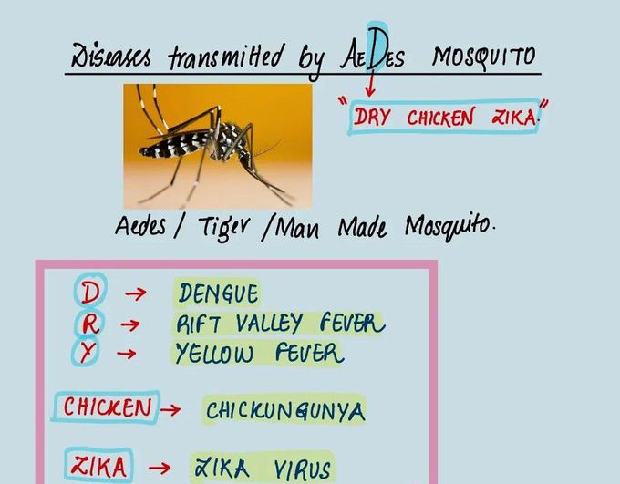 Aedes Mosquito