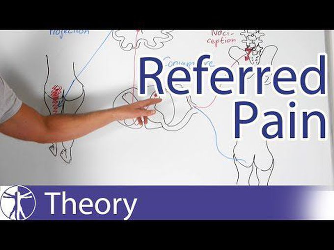Pain Physiology:
referred pain