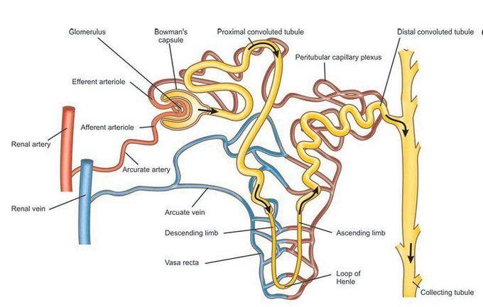 Nephron