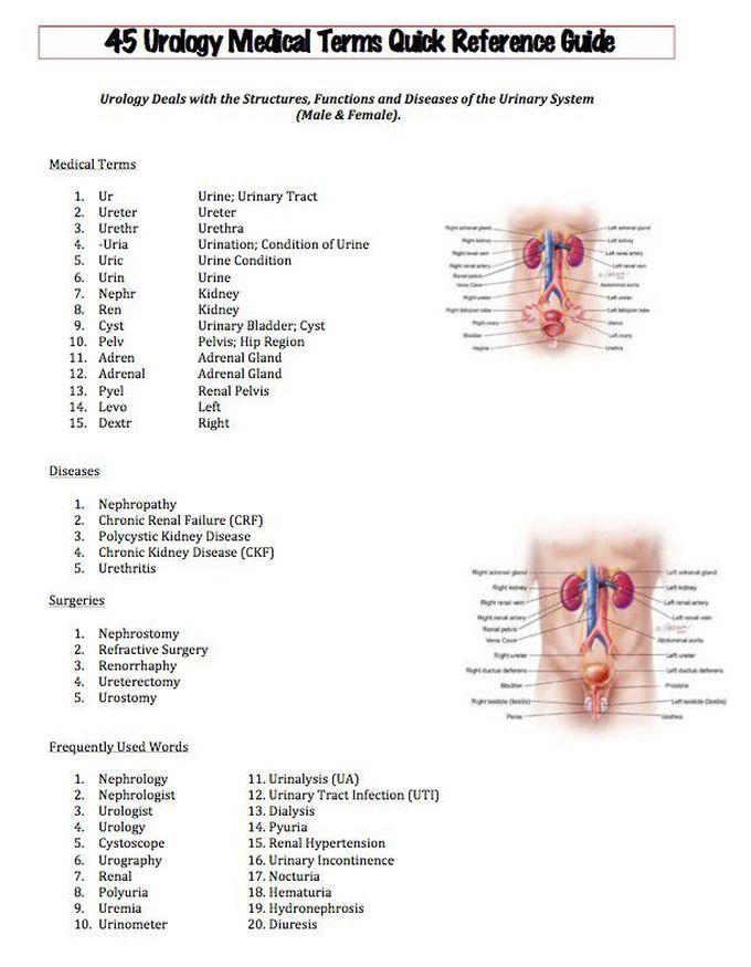 Urology medical terms