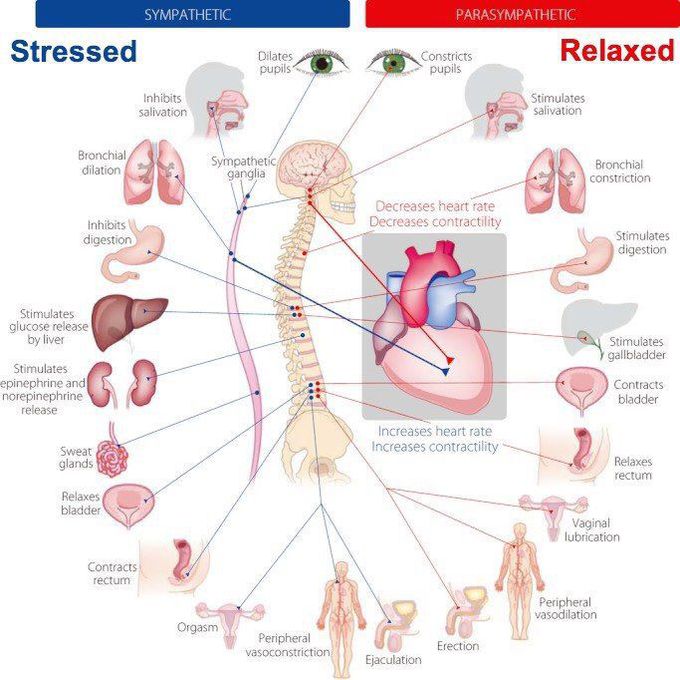 body stressed/relaxed