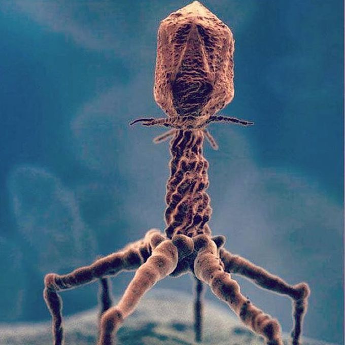 bacteriophage virus electron microscope