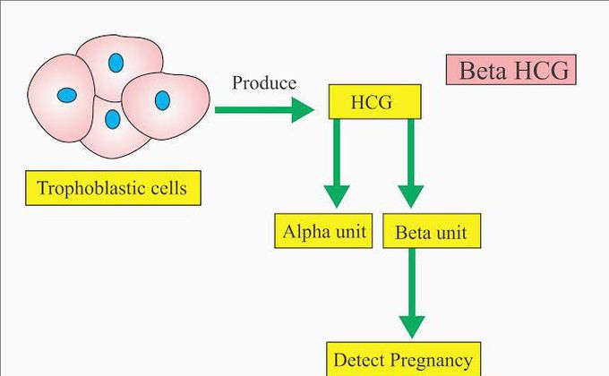 Human Chorionic Gonadotropin Hormone