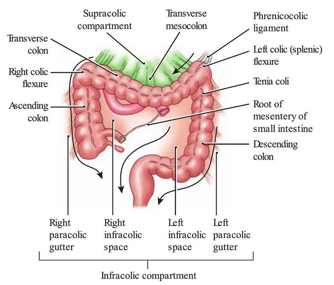 Abdominal compartments