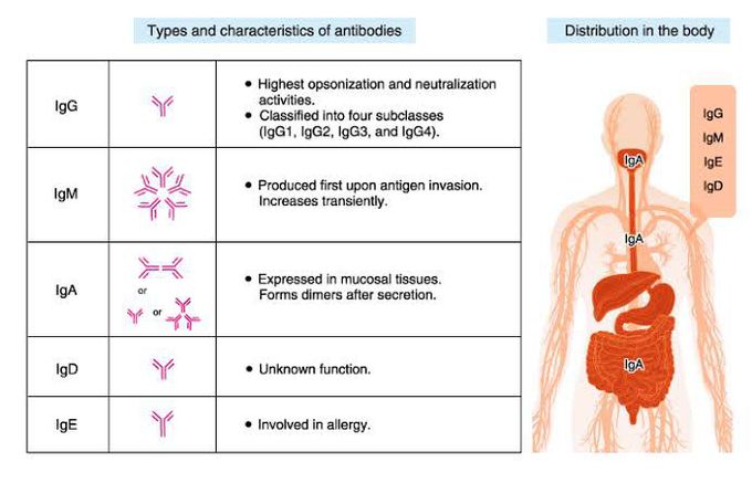 Types of antibodies