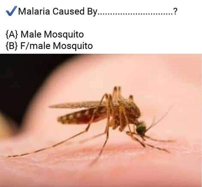 Malaria