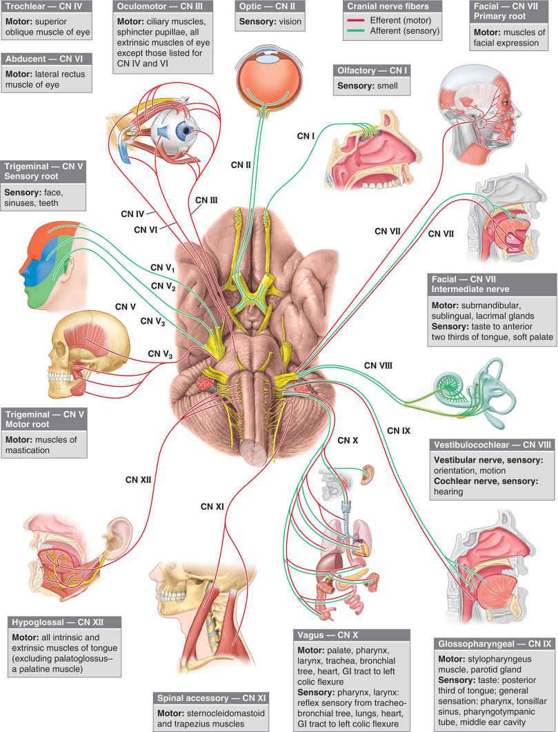 Cranial Nerves - MEDizzy