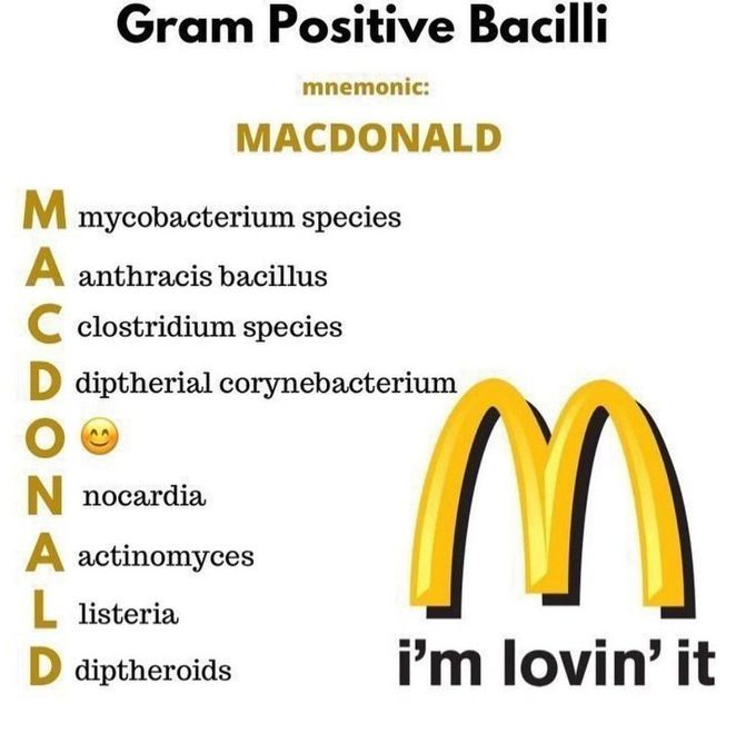 Gram Positive Bacilli