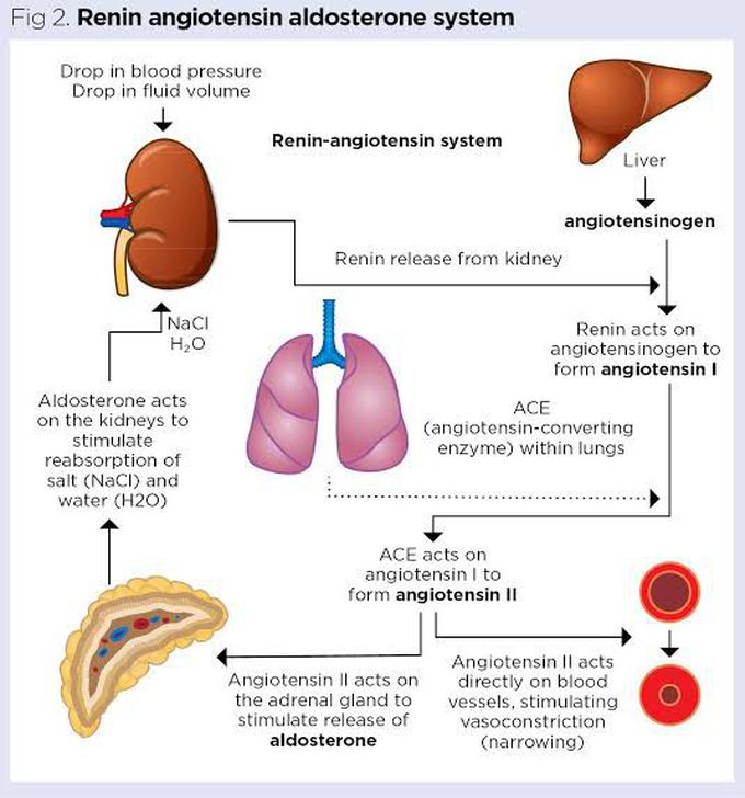 Renin angiotensin aldosterone system