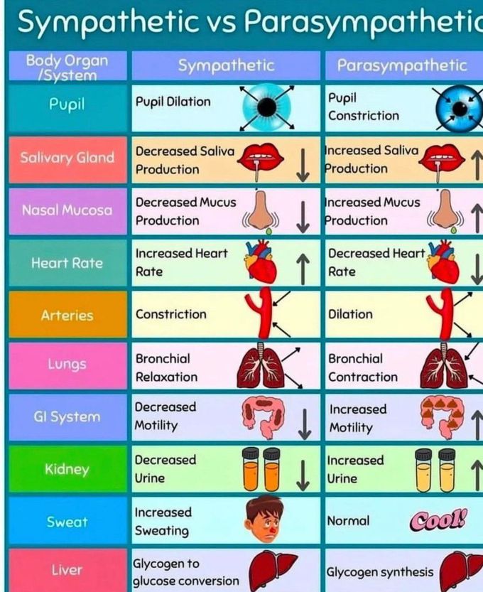 Sympathetic Vs Parasympathetic system