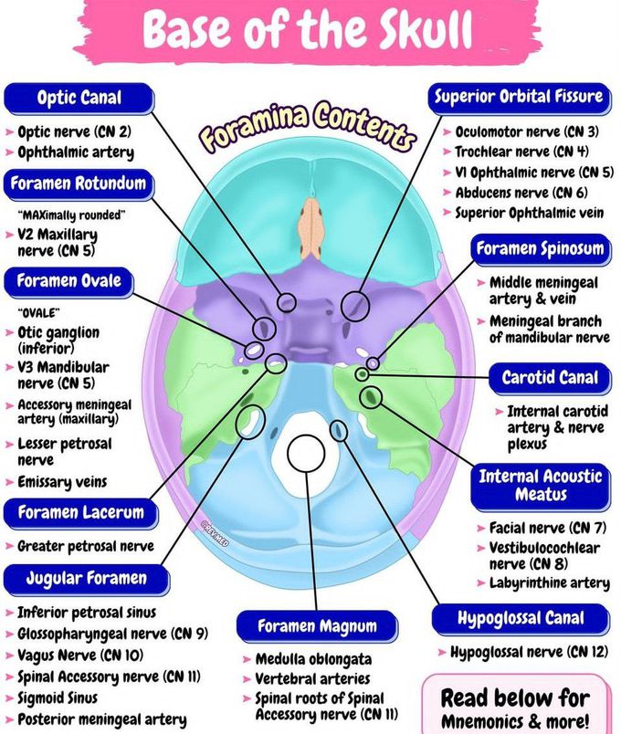 Base of the Skull Anatomy