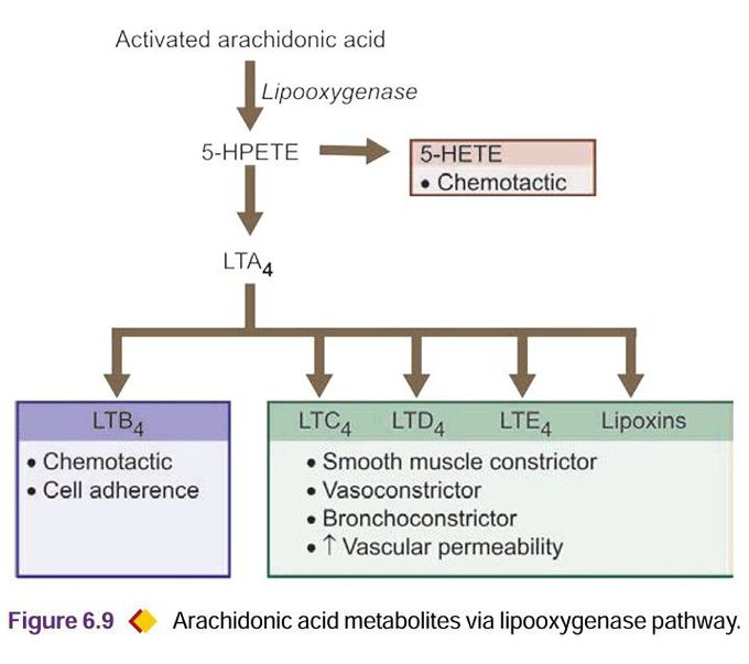 Arachidonic acid