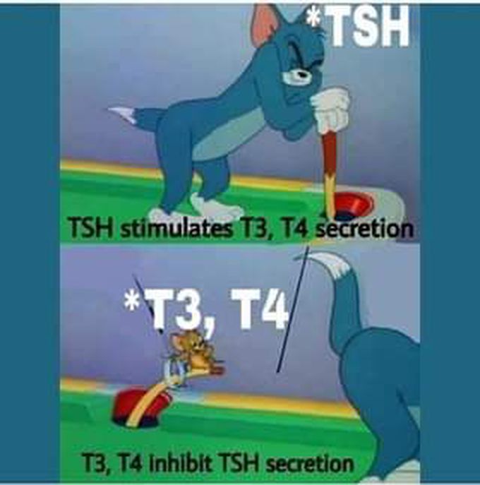 Pitiutary secrete thyroid stimulating hormone that activate thyroxin secretion