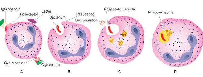 Phagocytosis