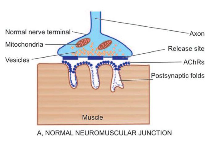 Neuromuscular junction