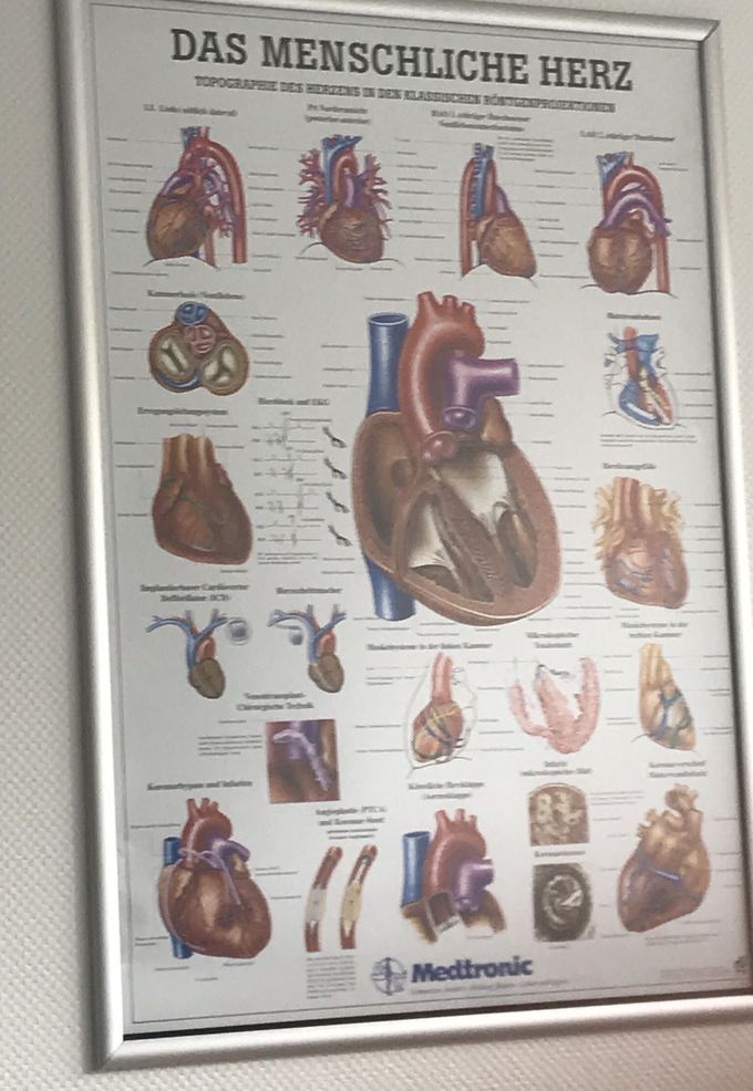 The Human Heart