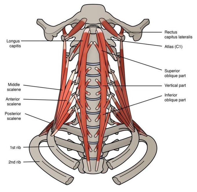 Muscles of the Neck