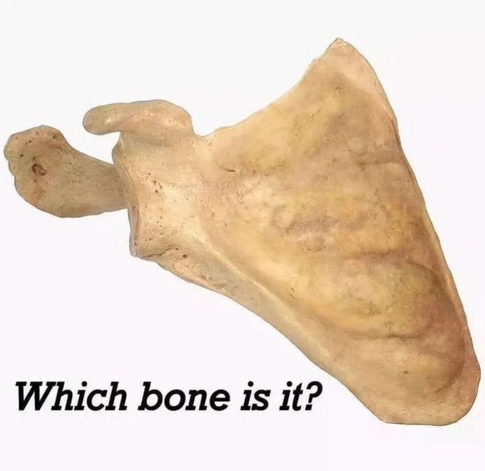Identify the Bone