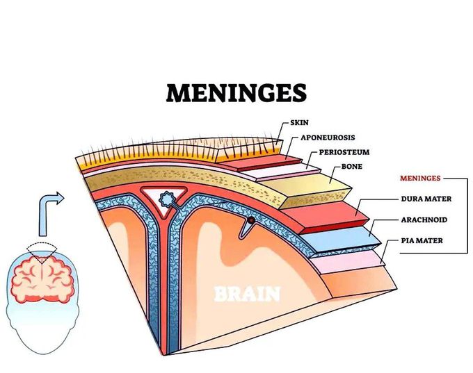 Meninges