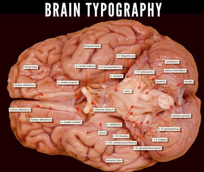 The "map" of the nerves