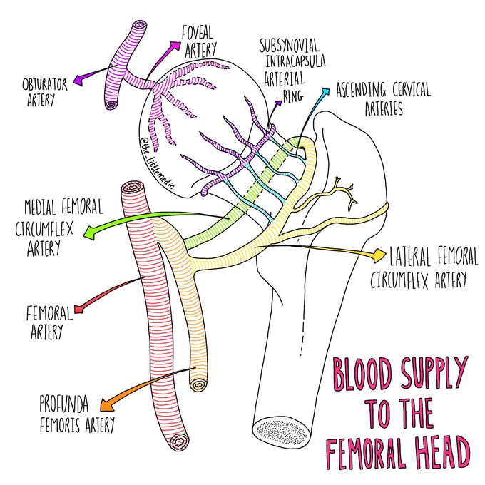 Blood supply to the femoral head