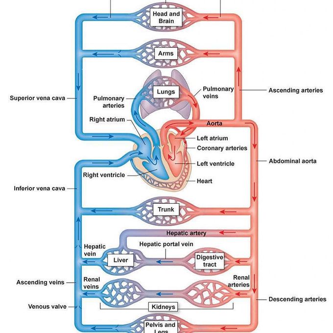 Overview of the Human Circulatory System