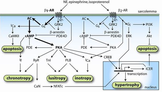 Cellular mechanism of Beta agonist