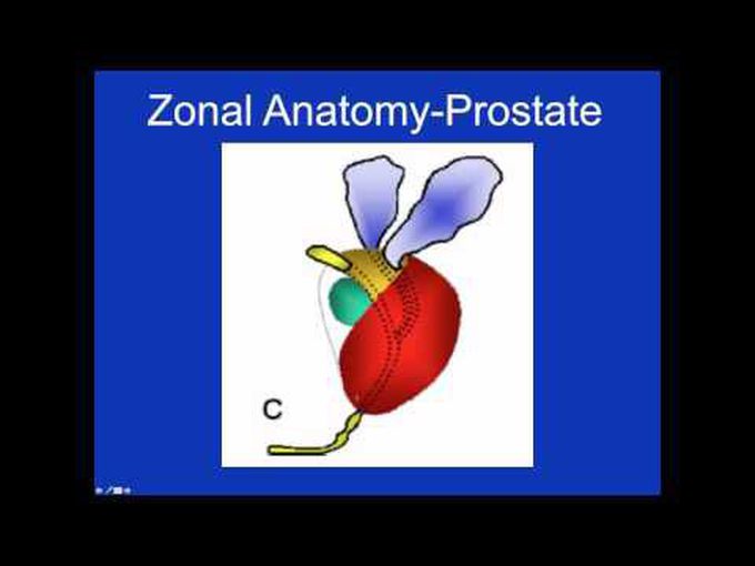 Prostate Zones Explained