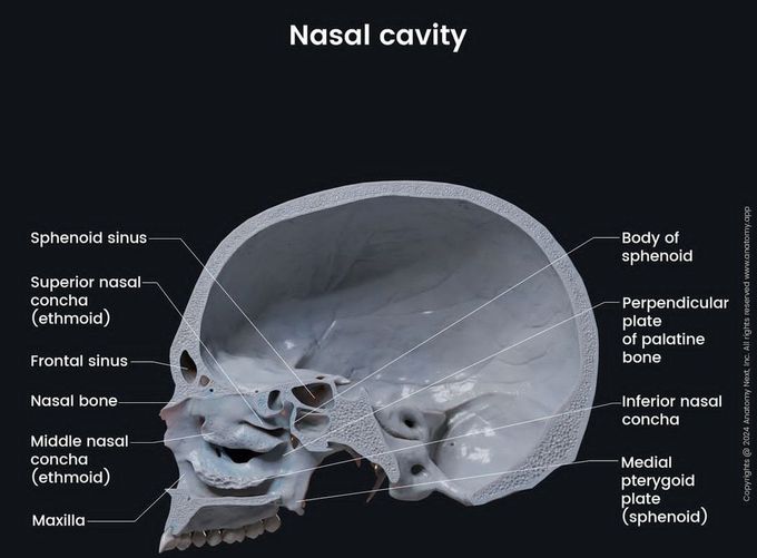 Nasal Cavity