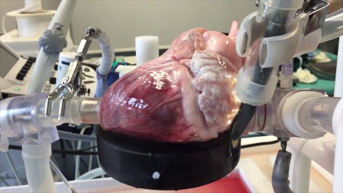 Beating heart porcine high-fidelity simulator