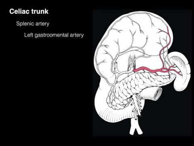 Anatomy of Celiac Trunk